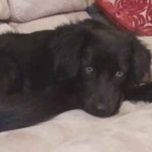 Meet your Posher, Sylvia